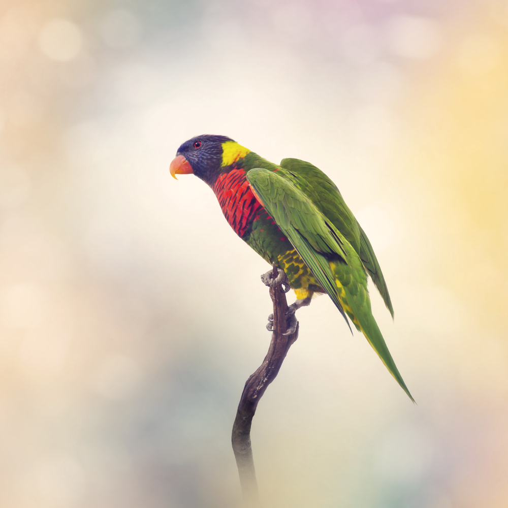 Rainbow Lorikeet Perched on a branch