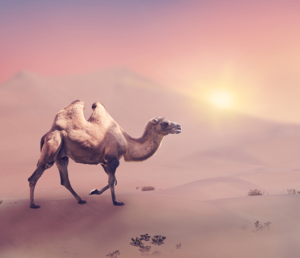 Bactrian camel  walking in desert at sunset