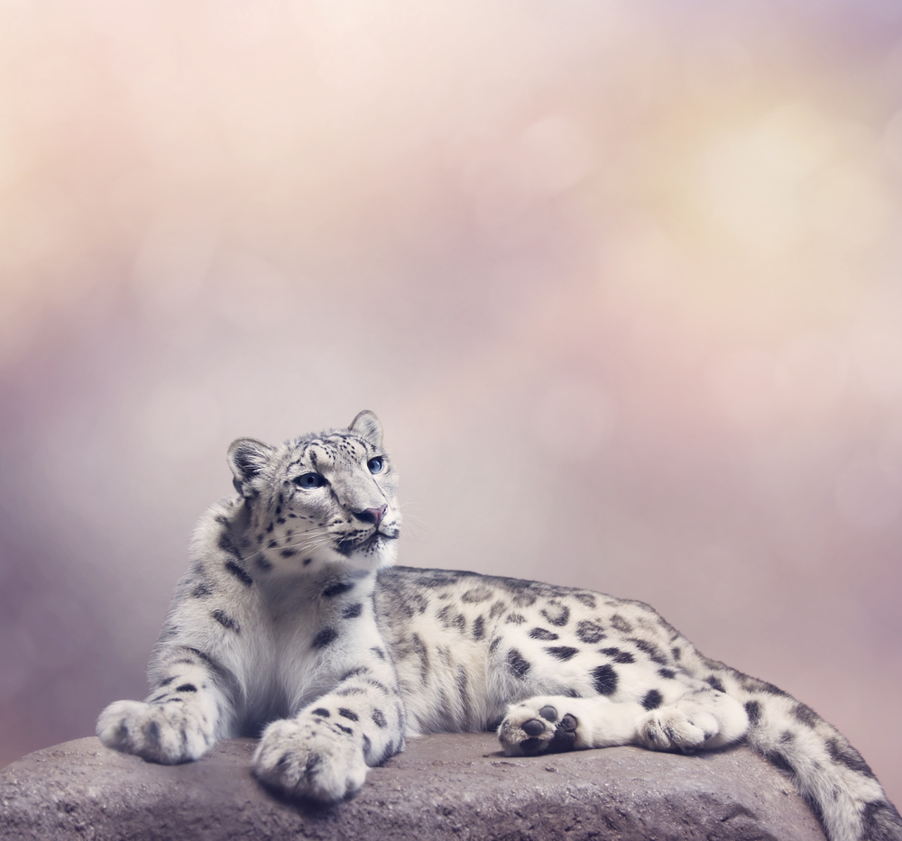 Young Snow leopard portrait resting on rock