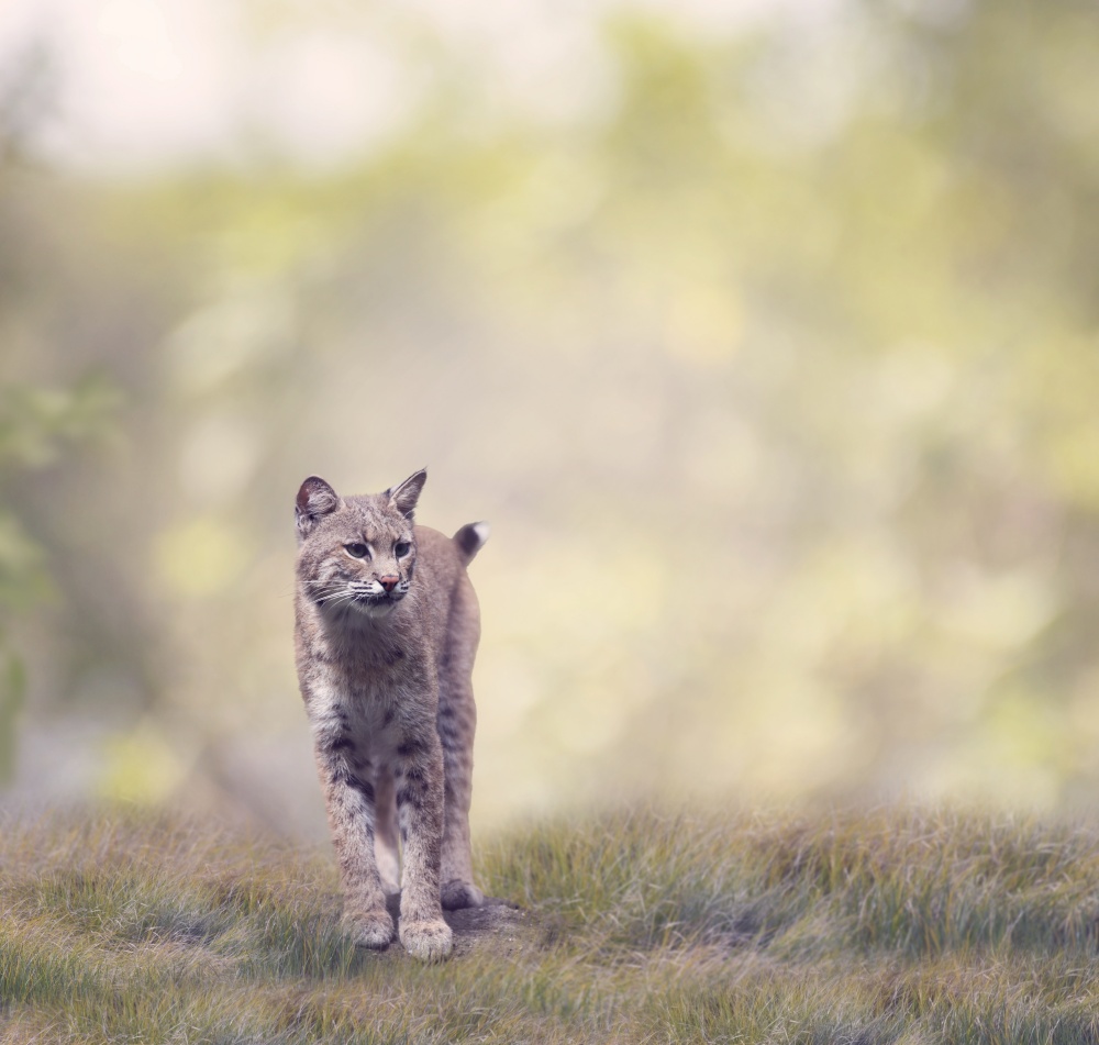 Bobcat Walking In Grassland