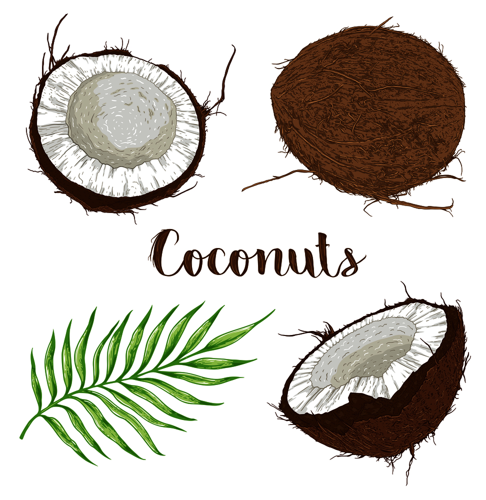 Set of hand drawn coconuts and palm leaf on a white background. Vector illustration