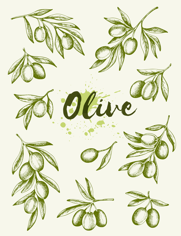 Decorative vintage hand drawn olives. Vector illustration.