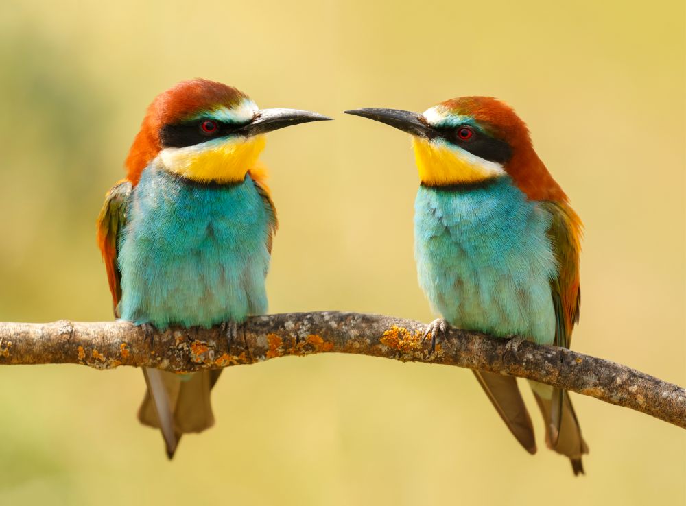 Couple of bee-eaters on a branch looking at each other