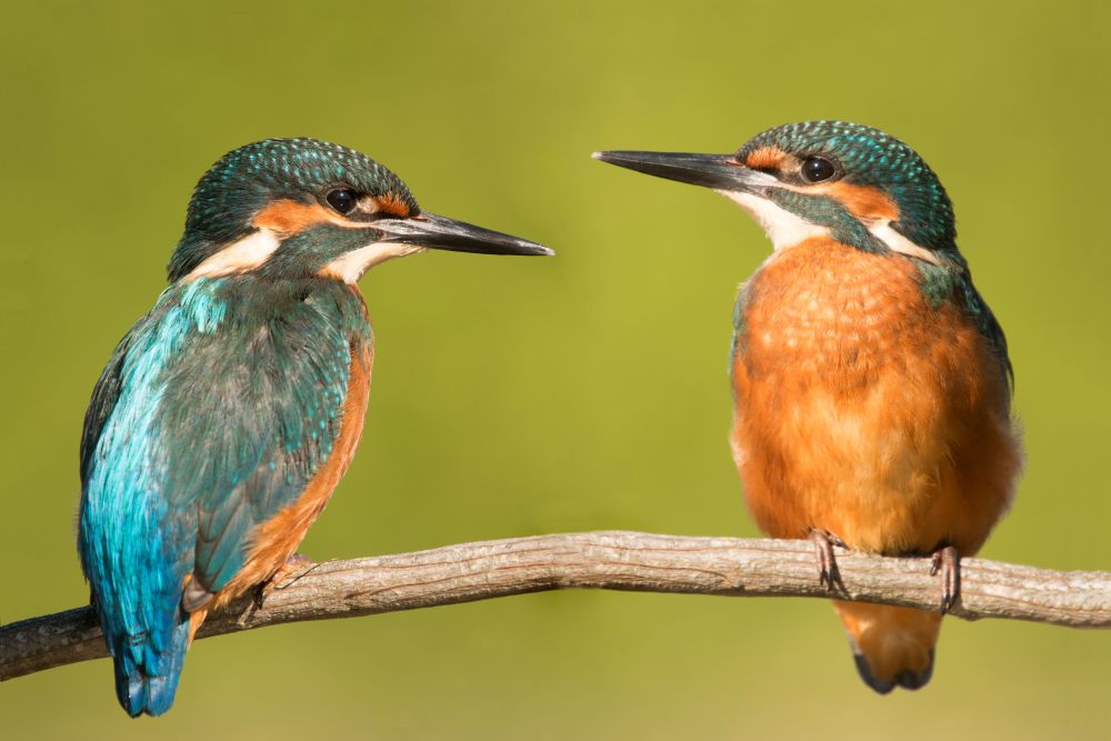 Couple of kingfishers in the nature. Two birds falling in love