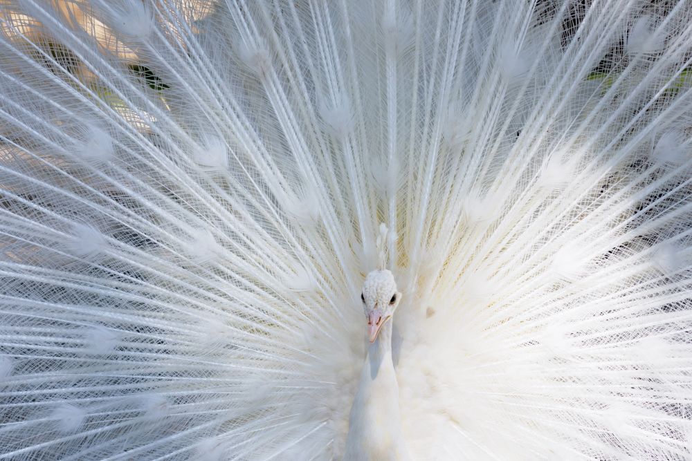 Amazing white peacock opening its beautiful tail