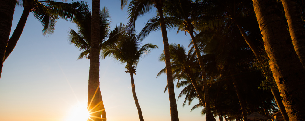 Sun shining through tall palm trees at sunset. Summer, travel, vacation, tourism, lifestyle and weather concept. Sun shining through palm trees