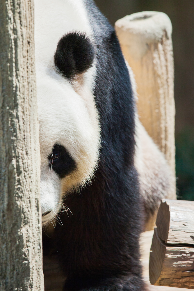 Portrait of giant Panda in zoo close up view. Portrait of giant Panda