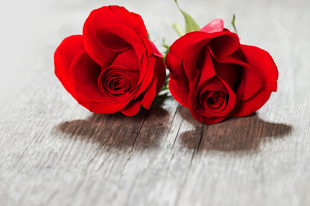 Two Red roses lying on a wooden table close up. Red roses on wood