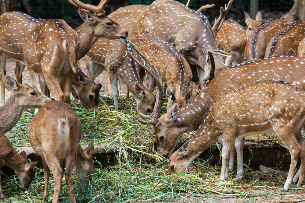 Herd of Whitetail Deer eating grass in zoo. Whitetail Deer eating grass