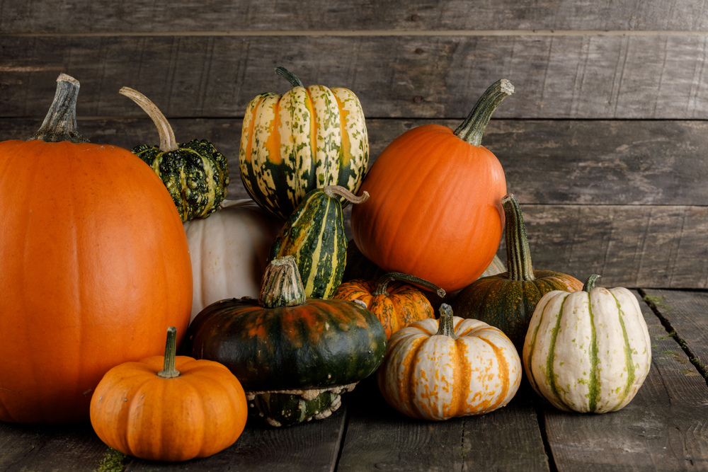 Many orange pumpkins on dark wooden background , Halloween or Thanksgiving day concept. Pumpkins on wooden background