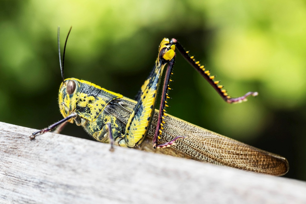 Close up of colorful big locust macro outdoors. Locust portrait macro