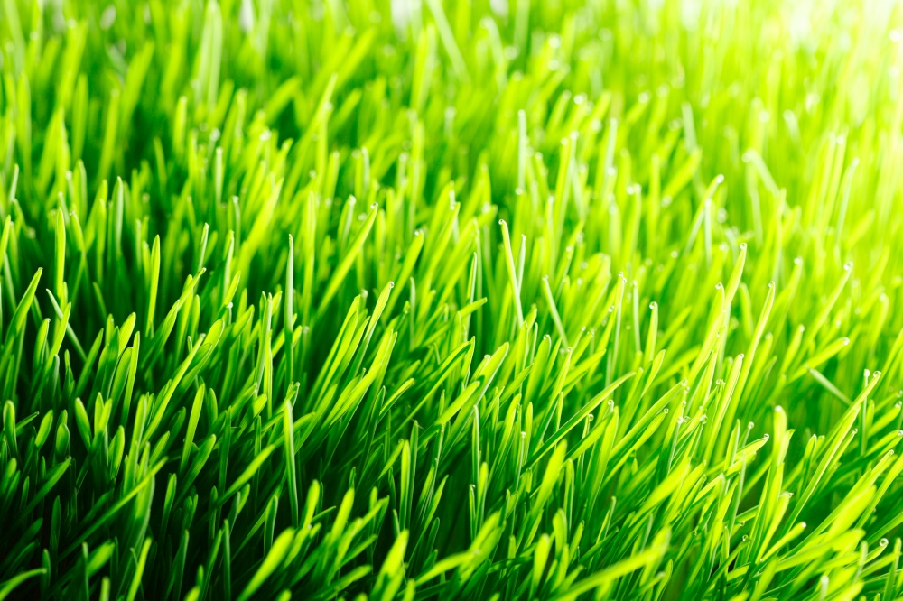 Green fresh summer grass meadow in sunlight close-up, sunny spring Background. Green summer grass background