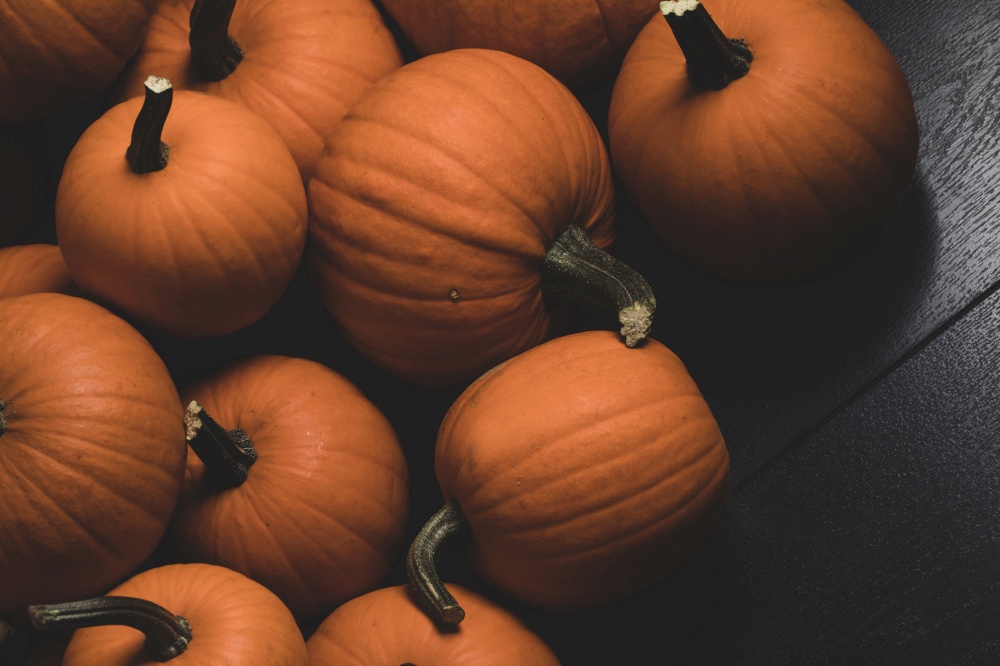 Dark pumpkin background of many pumpkins, Halloween or Thanksgiving day concept. Dark pumpkin background