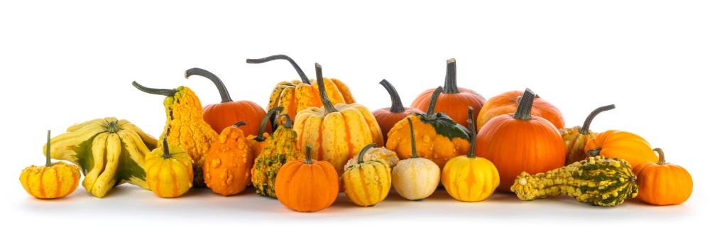 Many various pumpkins in a row isolated on white background, Halloween or Thanksgiving day concept. Many various pumpkins on white