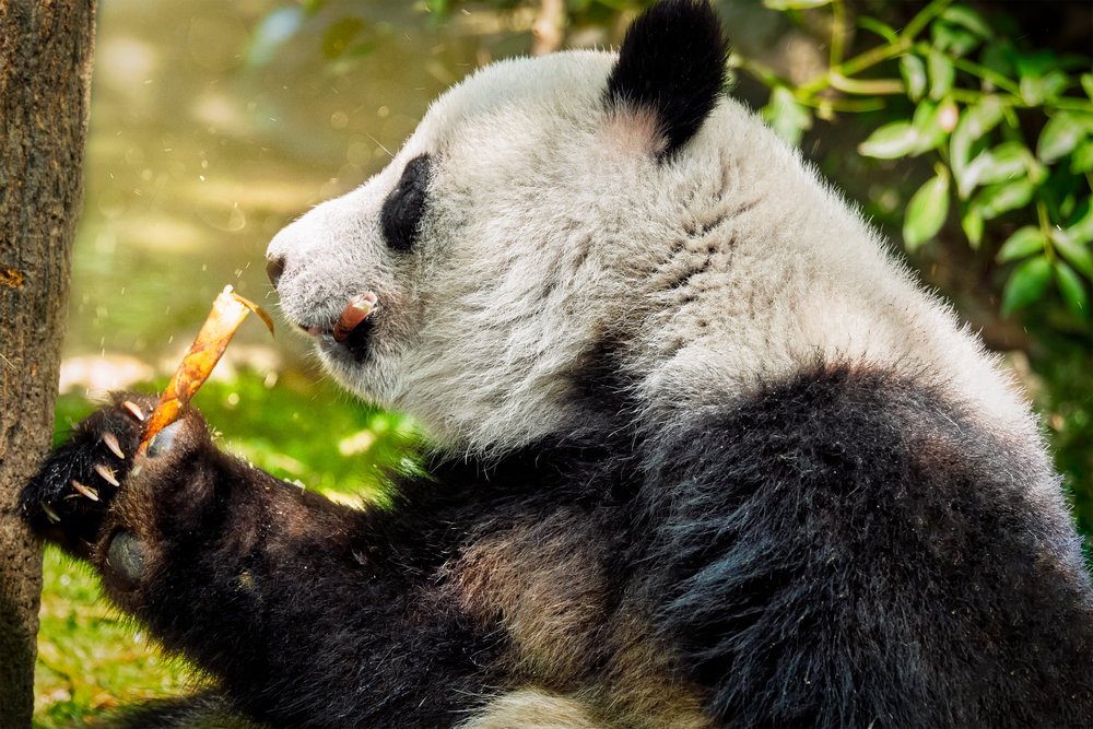 Chinese tourist symbol and attraction - giant panda bear eating bamboo. Chengdu, Sichuan, China. Giant panda bear in China