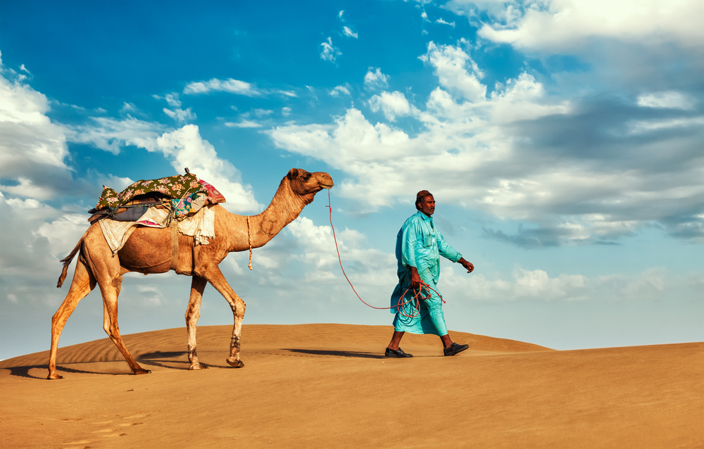 Rajasthan travel background - Indian cameleer (camel driver) with camels in dunes of Thar desert. Jaisalmer, Rajasthan, India. Cameleer camel driver with camels in Rajasthan, India