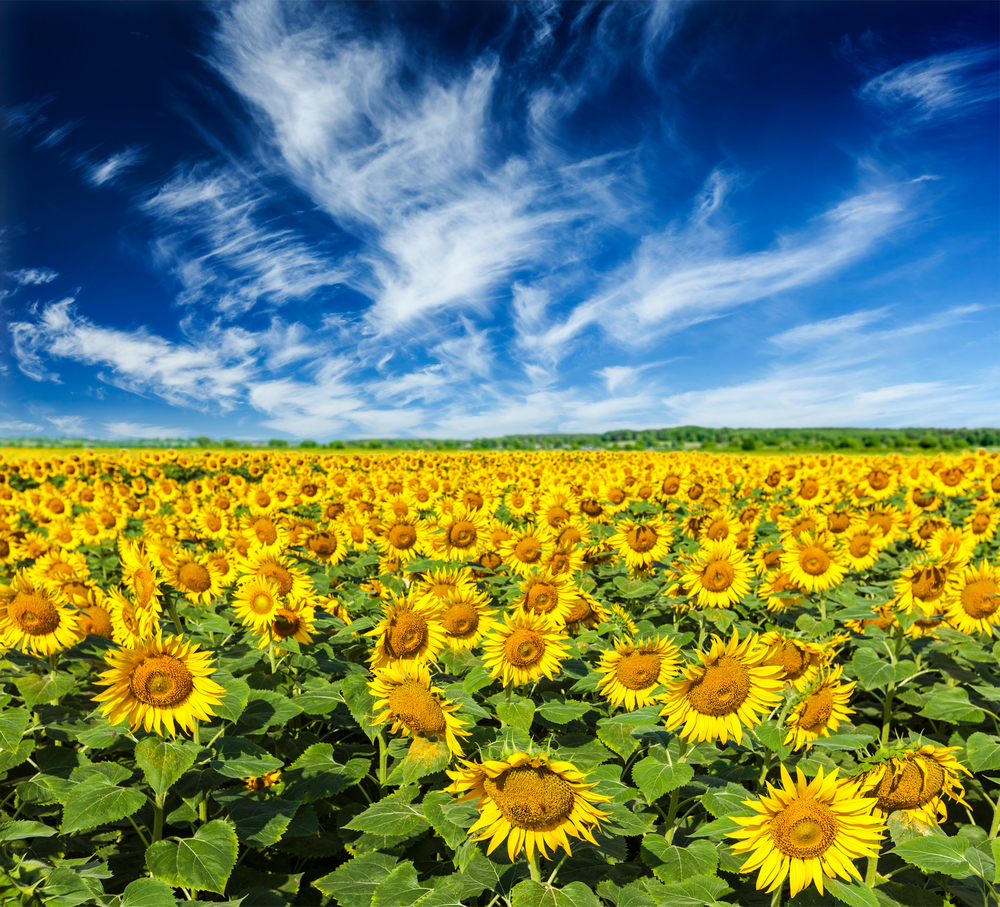Idyllic scenic summer landscape - blooming sunflower field and blue sky. Sunflower field and blue sky