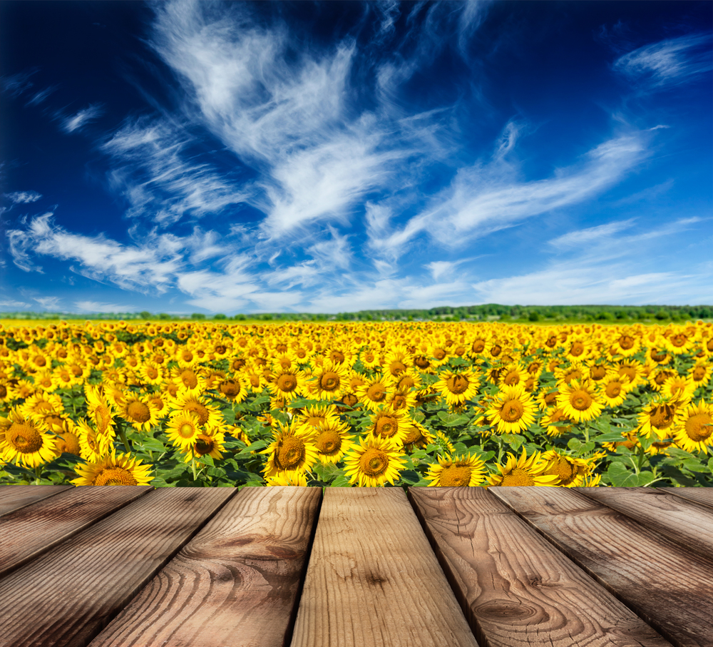 Wooden planks floor with idyllic scenic summer landscape - blooming sunflower field and blue sky. Wooden floor with sunflower field and blue sky in background