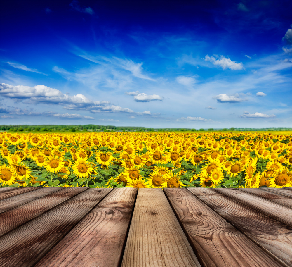 Wooden planks floor with idyllic scenic landscape of sunflower field and blue sky in background. Wooden floor with sunflower field and blue sky