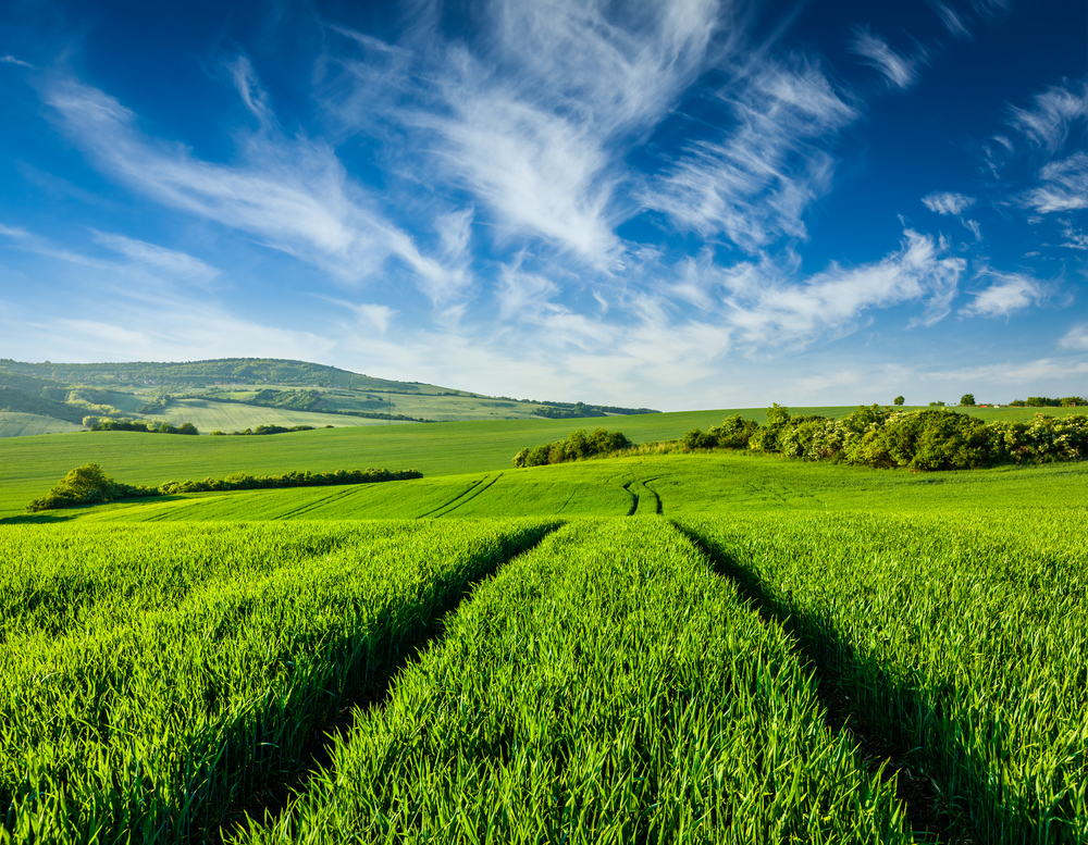 Green fields of Moravia, Czech Republic. Green fields of Moravia