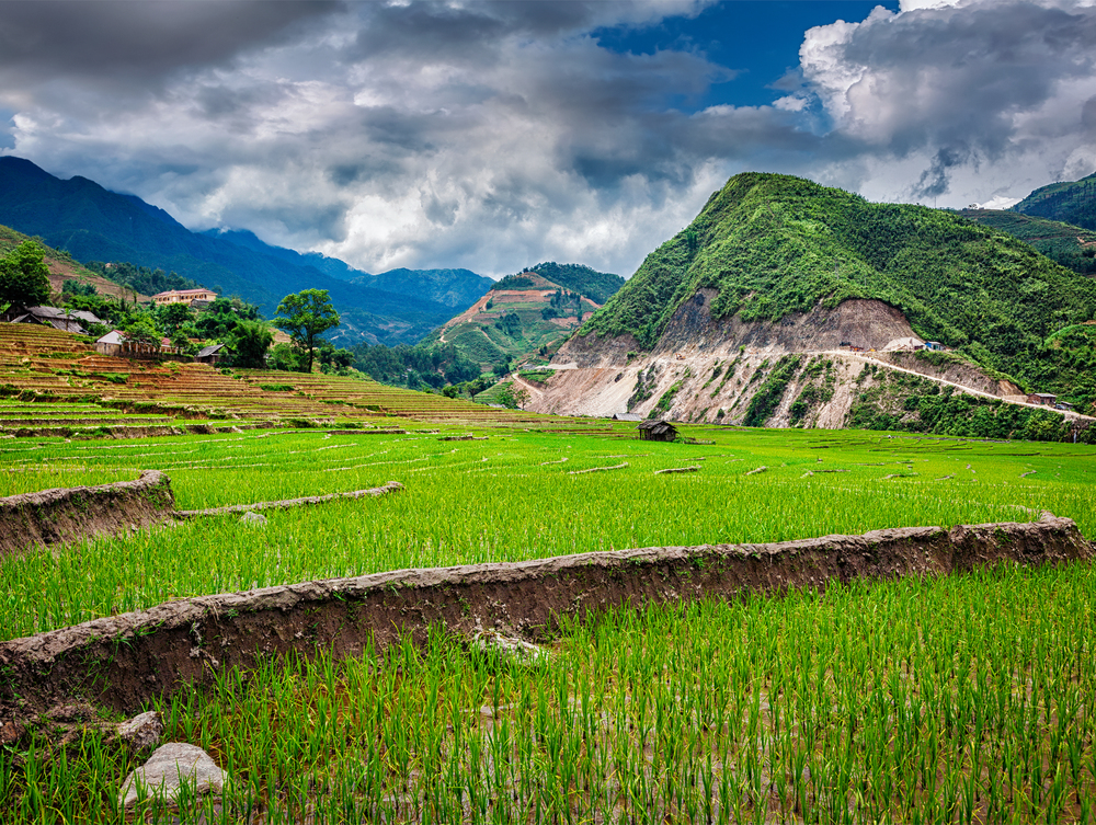Rice field terraces (rice paddy). Near Cat Cat village, near Sapa, Vietnam. Rice plantations. Vietnam
