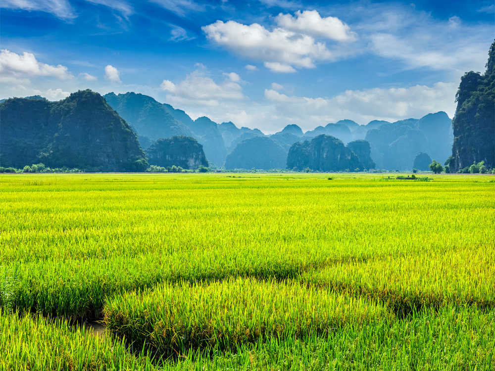 Green rice field and carst mounains. Tam Coc, Vietnam. Rice field. Mui Ne