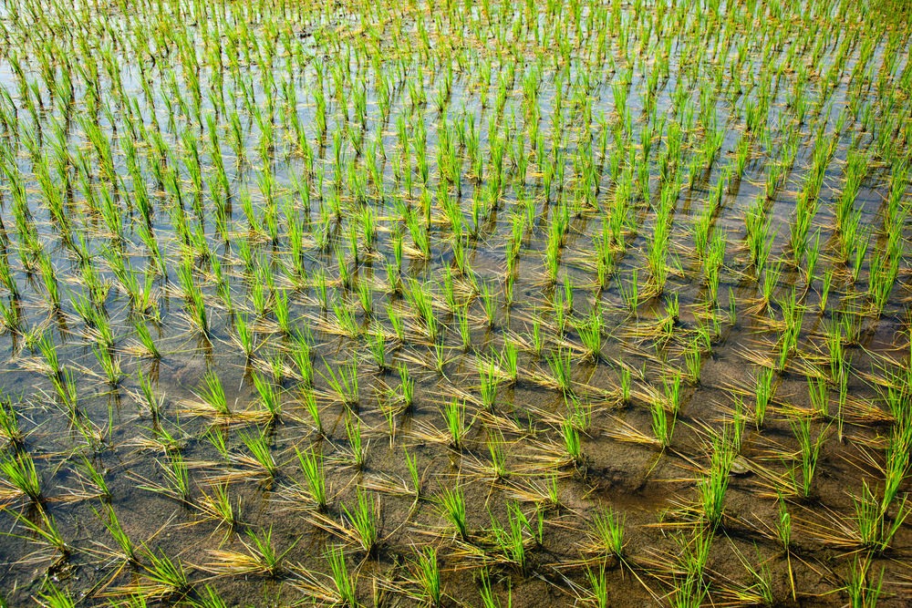 Green rice paddy field. Tamil Nadu, India. Green rice paddy in India