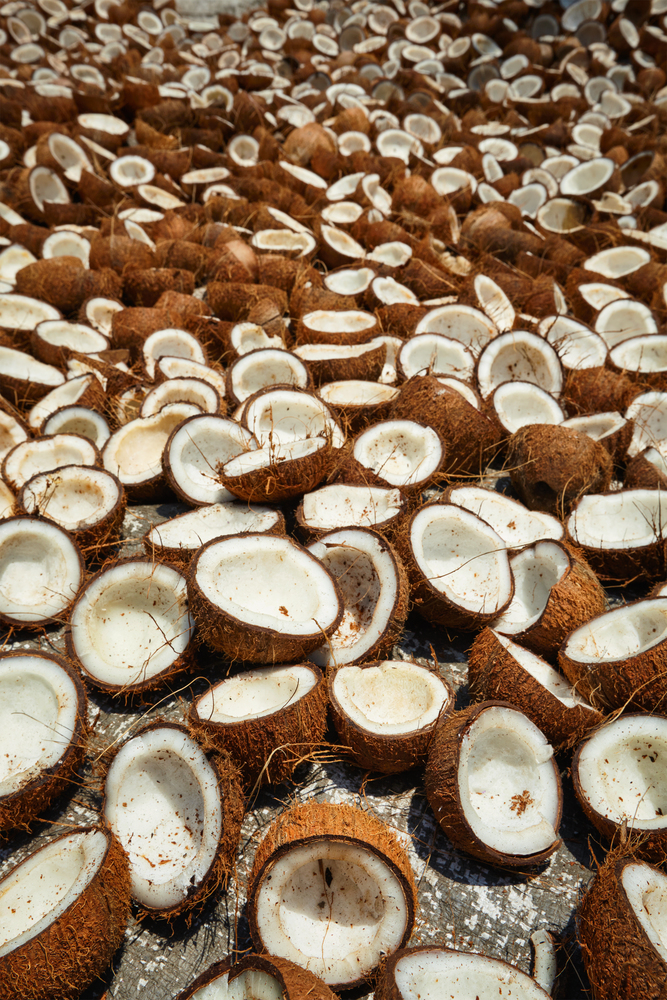 Drying coconuts in street, Kerala, South India. Drying coconuts, Kerala, South India