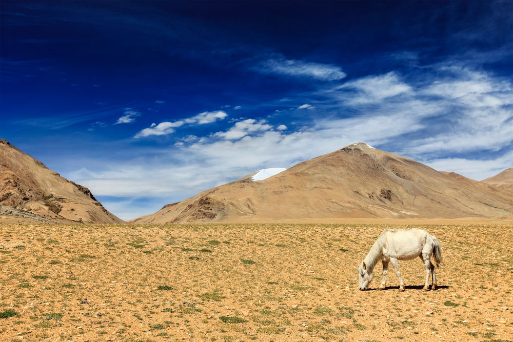 White horse grazing in Himalayas. Ladakh, Jammu and Kashmir, India. Horse grazing in Himalayas. Ladakh, India