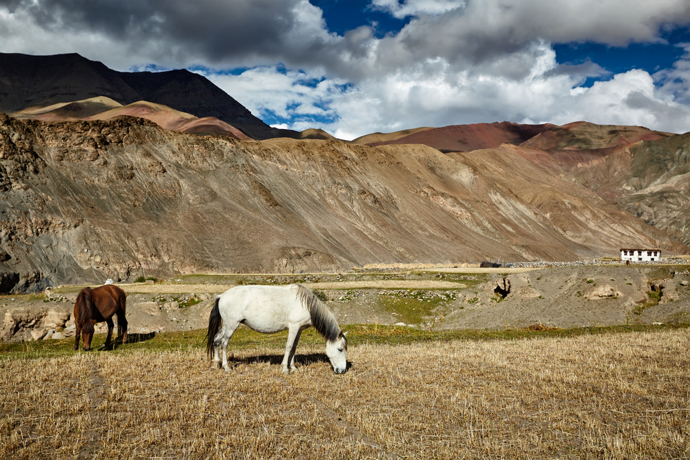 Horses grazing in Himalayas in Rupshu Valley, Ladakh, India. Horses grazing in Himalayas. Ladakh, India