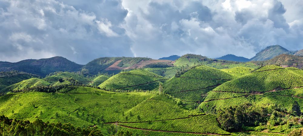 Kerala India travel background - panorama green tea plantations in Munnar with low clouds, Kerala, India - tourist attraction. Panorama of tea plantations