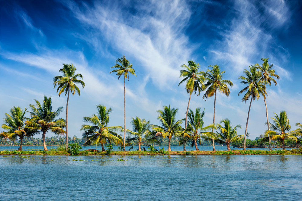Kerala travel tourism background - Palms at Kerala backwaters. Allepey, Kerala, India. This is very typical image of backwaters.. Kerala backwaters with palms