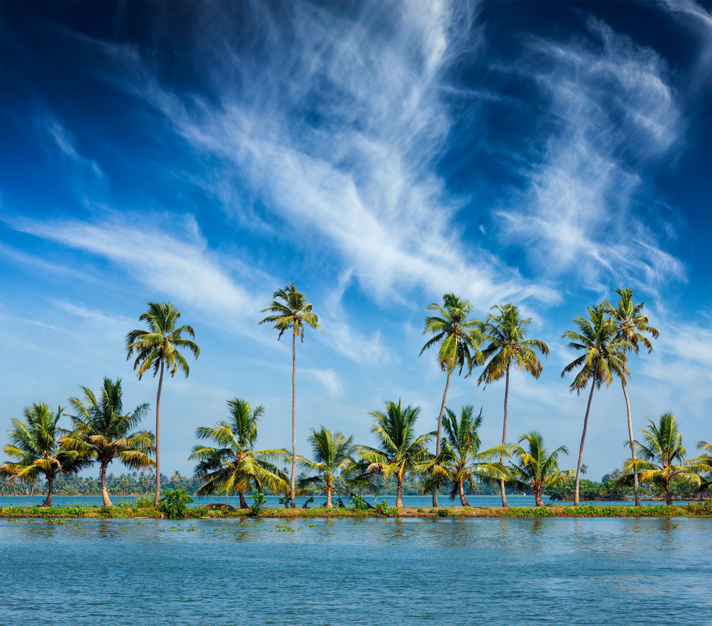 Kerala travel tourism background -  Palms at Kerala backwaters. Allepey, Kerala, India. This is very typical image of backwaters.. Kerala backwaters with palms
