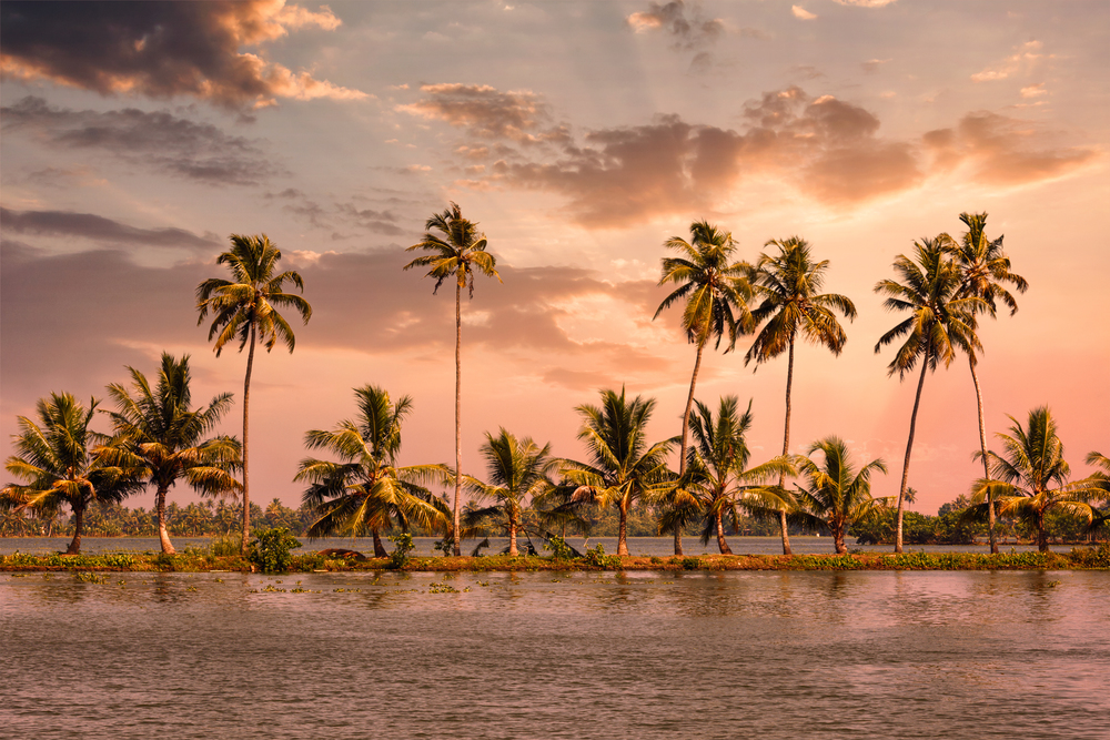 Kerala travel tourism background - Palms at Kerala backwaters. Allepey, Kerala, India on sunset. This is very typical image of backwaters.. Kerala backwaters with palms on sunset
