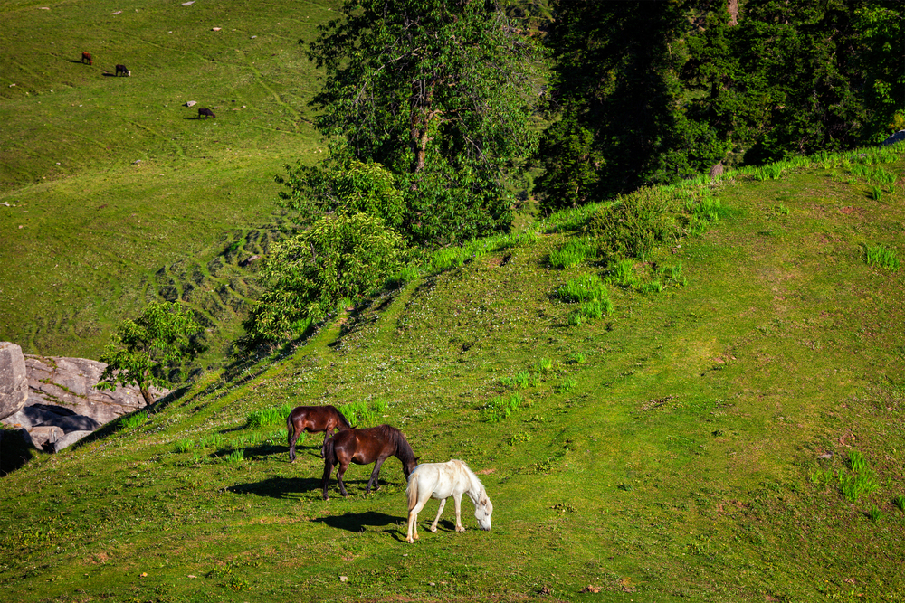 Horses grazing in Himalayas mountains. Kullu valley, Himachal Pradesh, India. Horses grazing in mountains