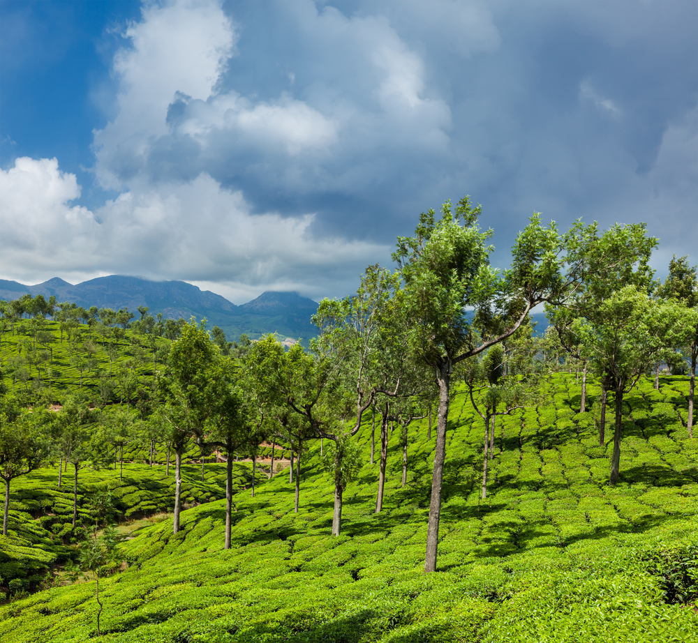 Kerala India travel background - green tea plantations with trees in Munnar, Kerala, India close up. Green tea plantations in Munnar, Kerala, India