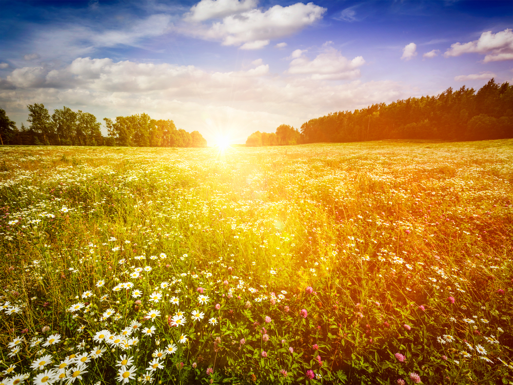 Summer blooming green meadow field with flowers with sun and blue sky. With lens flare and light leak. Summer blooming meadow field