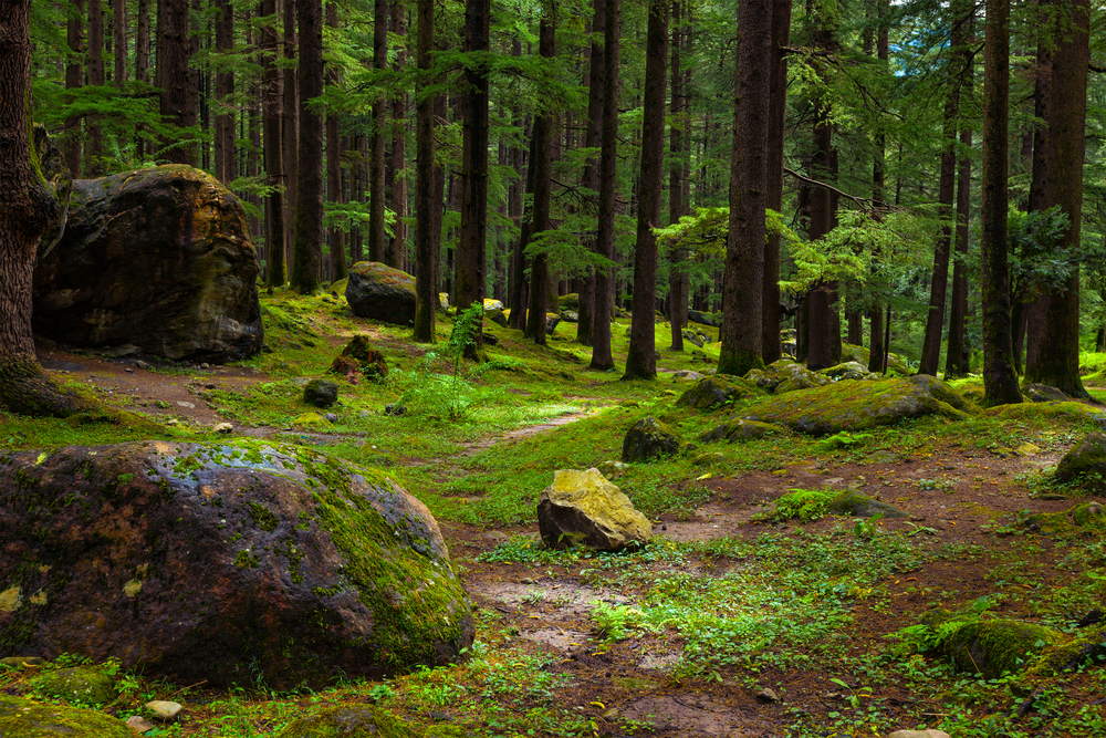 Pine forest with rocks. Manali, Himachal Pradesh India. Pine forest with rocks and green moss