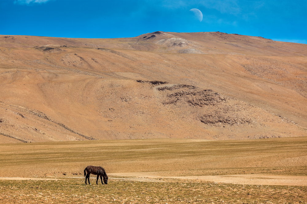 Horse grazing in Himalayas. Ladakh, Jammu and Kashmir, India. Horse grazing in Himalayas