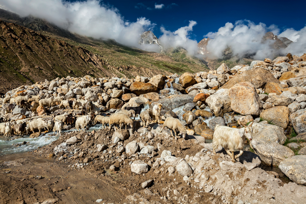 Herd of Pashmina sheep and goats  crossing the stream in Himalayas. Lahaul Valley, Himachal Pradesh, India. Herd of Pashmina sheep in Himalayas