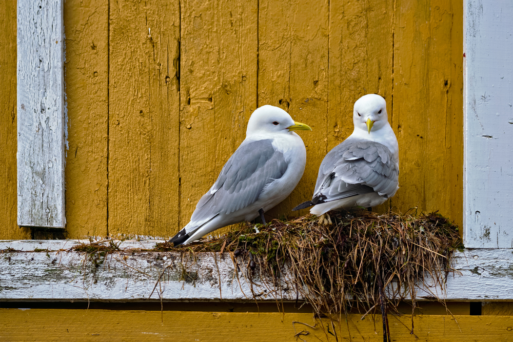 Seagulls couple two birds on nest against yellow wall. Lofoten islands, Norway. Seagull bird close up