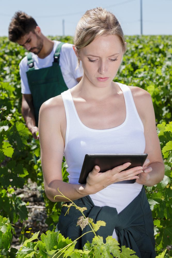 woman using tablet pc in vineyard