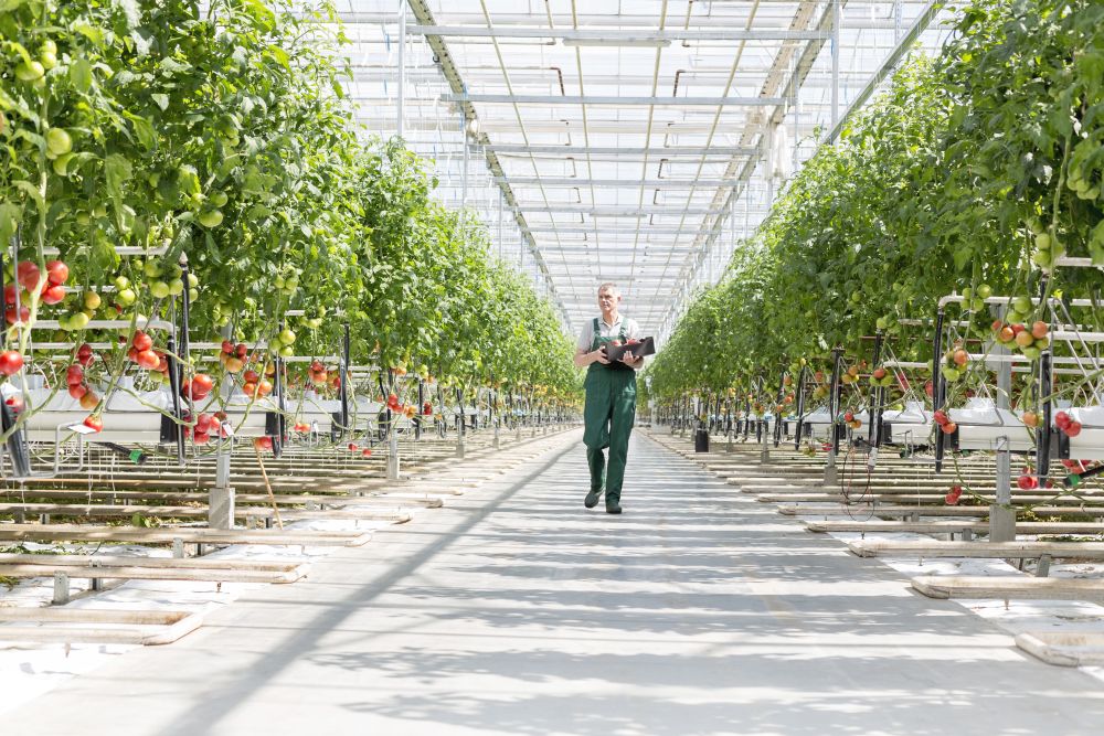 Farmer with crate walking amidst plants in greenhouse