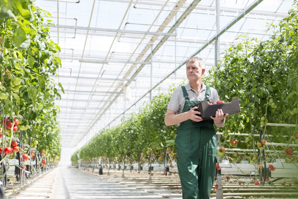 Serious gardener carrying crate while walking in greenhouse