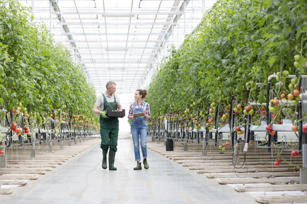 Farmers discussing while walking amidst plants in greenhouse
