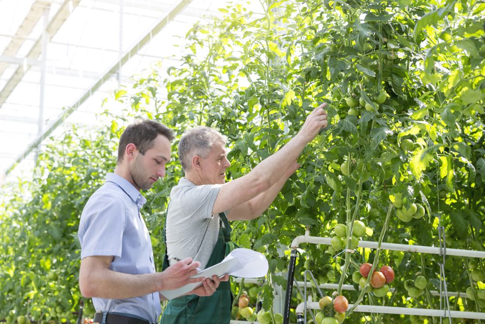 Supervisor making report while farmer showing tomatoes in greenhouse