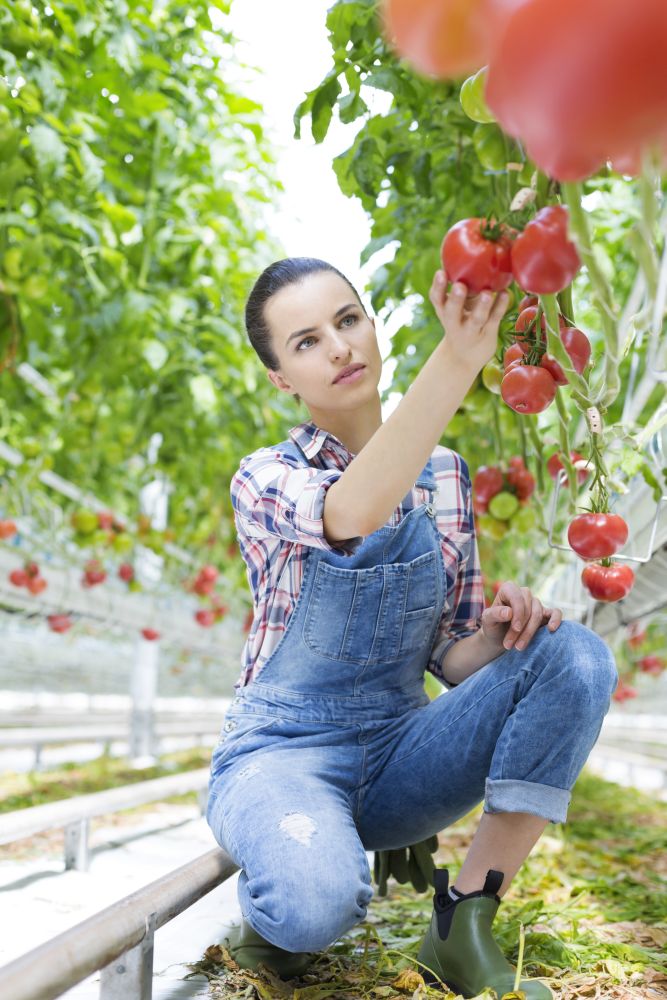 Young farmer examining tomatoes while kneeling in greenhouse