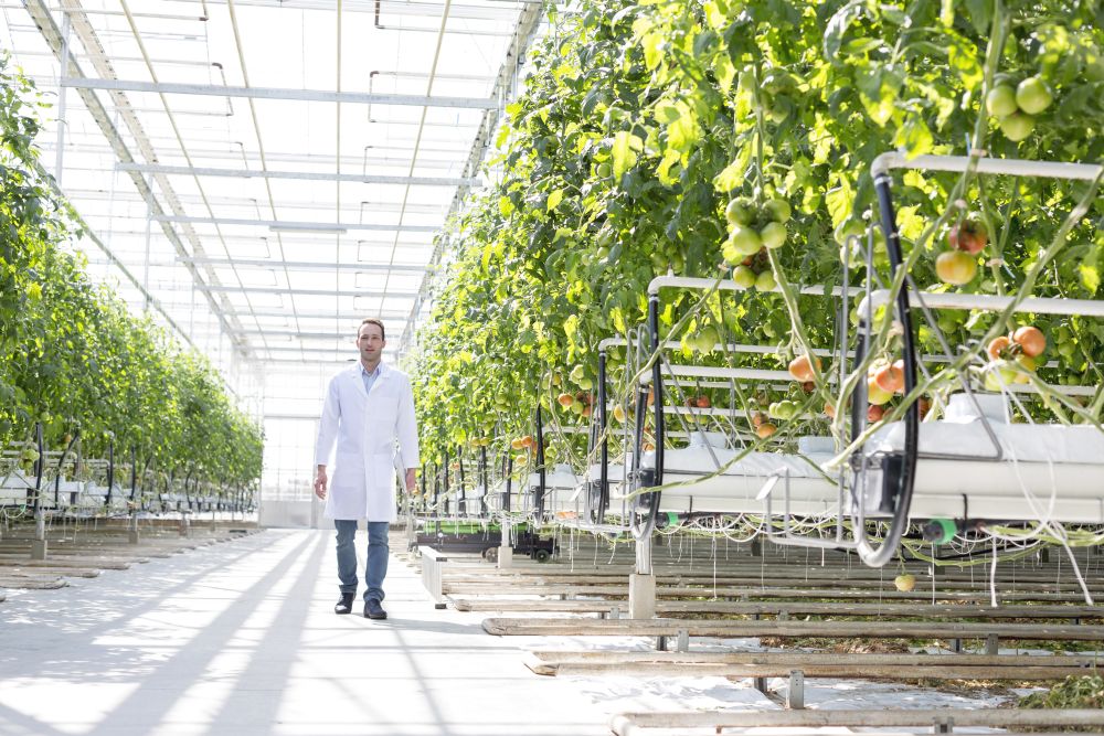 Scientist in lab coat walking amidst plants at greenhouse