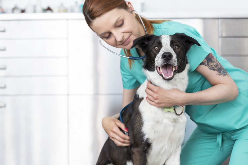 Young veterinary doctor examining dog at clinic