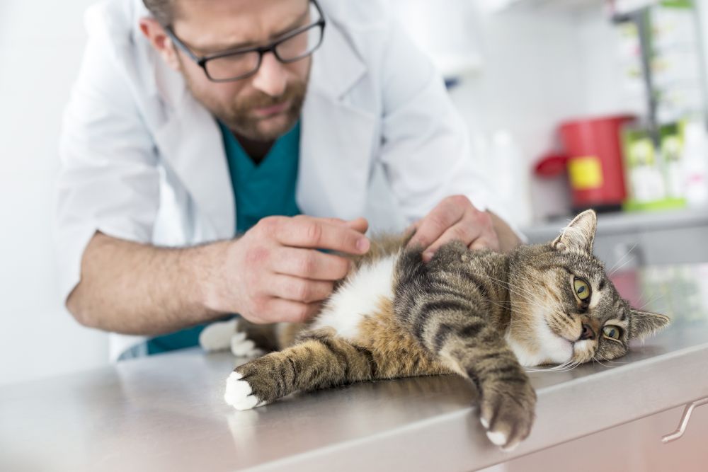 Doctor examining fur of cat on table in veterinary clinic
